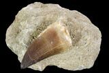 Mosasaur (Prognathodon) Tooth In Rock - Nice Tooth #105845-1
